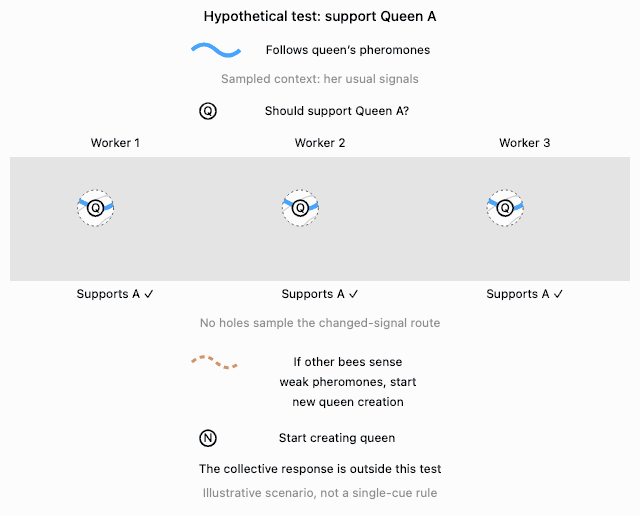 Q asks: Should support Queen A? Test holes reveal Q on the solid blue curve, follows the queen’s pheromones. The blue curve extends to each worker’s edge. The reveal exposes N, start creating queen, at its intersection with a dotted orange route: if other bees sense weak pheromones, start new queen creation. The connecting segments represent inter-bee interactions. This is an illustrative scenario, not a single-cue biological rule or measured bee neurons.
