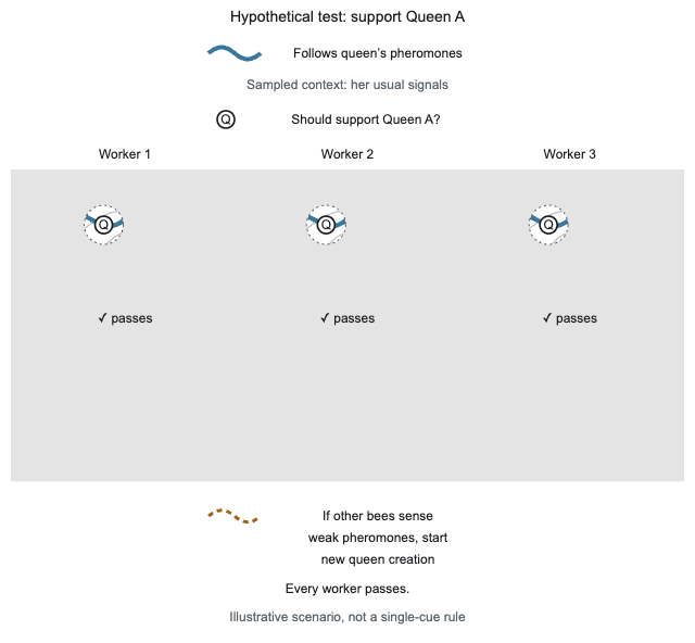 Three workers each pass a test of supporting Queen A. Each Q sits on a blue curve: follows the queen’s pheromones. Lifting the test mask reveals dotted orange routes from all three workers converging on one shared N: start creating a new queen. Every worker still passes, but the colony can still raise a new queen. The links represent inter-bee interactions. This is an illustrative scenario, not a single-cue biological rule or measured bee neurons.